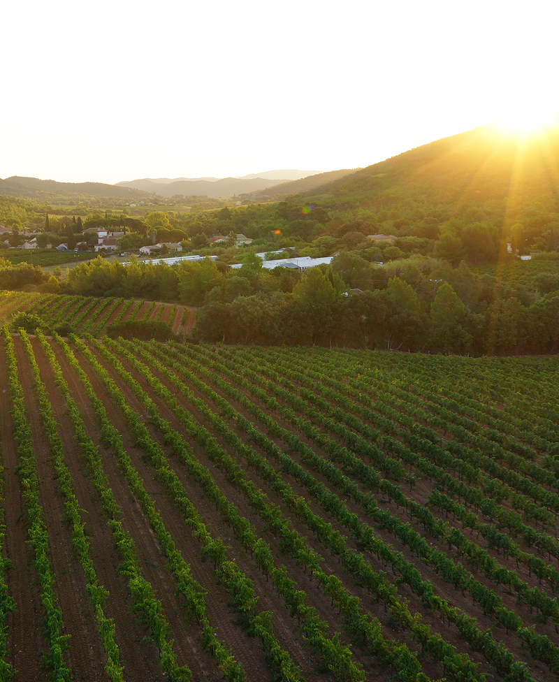 vignes