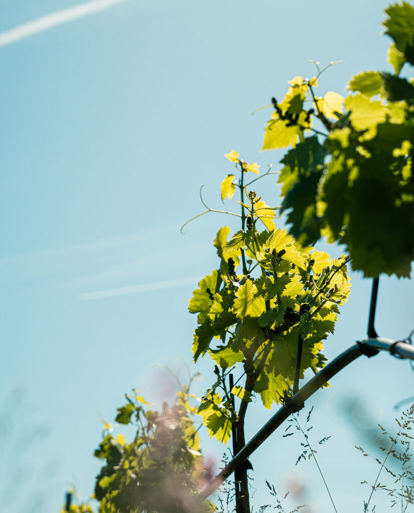 vignes et vue ciel
