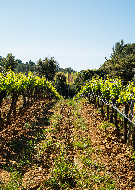 vignes