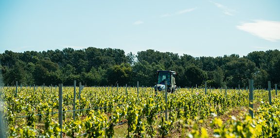 vignes et tracteur