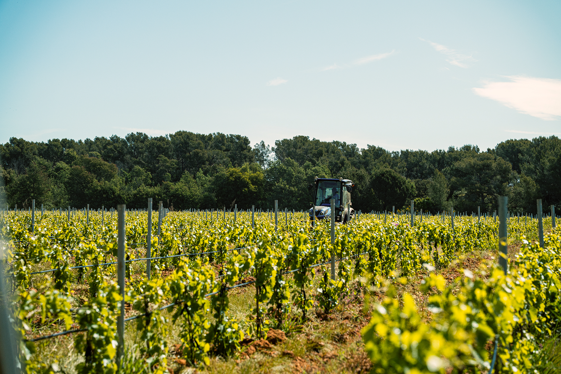 vignes et tracteur
